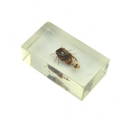 distelroos-Insect-in-hars-20