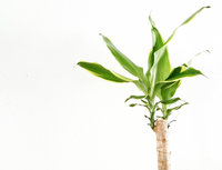 Plant van de maand januari: Kamerboom