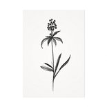 Mélisse - Card The black currant