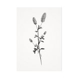 Mélisse - Card The thistle