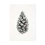 Mélisse - Card The pine cone