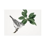 Mélisse - Card The pallas' leaf-warbler