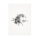Mélisse - Card The ladybug
