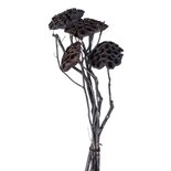 PTMD - Dried flowers black