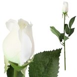 PTMD - Artificial flower Rose white