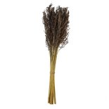 PTMD - Dried flowers lavender