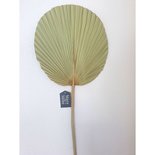 Mars & more - Palm leaf branch dried round 70 cm