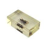 Insect in hars 2