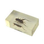 Insect in hars 10