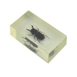 Insect in hars 11