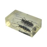 Insect in hars 14