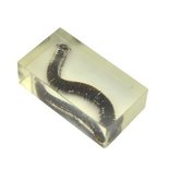 Insect in hars 19