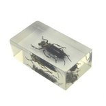 Insect in hars 25