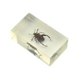 Insect in hars 26