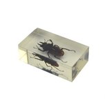 Insect in hars 32