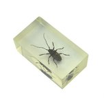 Insect in hars 33