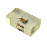 Insect in hars 37