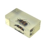Insect in hars 39