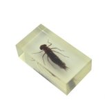 Insect in hars 40