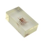 Insect in hars 43