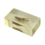 Insect in hars 44