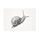 Mélisse - Card The common garden snail