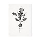 Mélisse - Card The radish