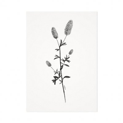 Mélisse - Card The thistle