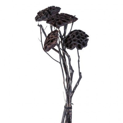 PTMD - Dried flowers black