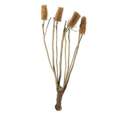 PTMD - Dried flowers poppy