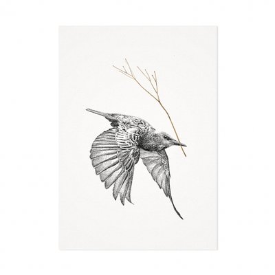 Mélisse - Card The starling