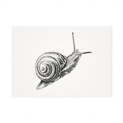Mélisse - Card The common garden snail
