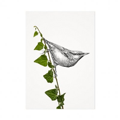 Mélisse - Card The nuthatch
