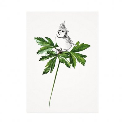 Mélisse - Card The Crested Tit on leaf