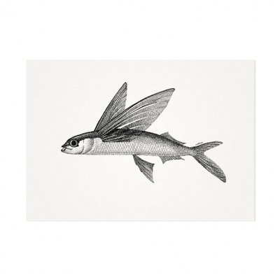 Mélisse - Card The Atlantic flying fish