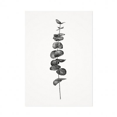 Mélisse - Card The eucalyptus branch