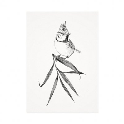 Mélisse - Card The Crested Tit